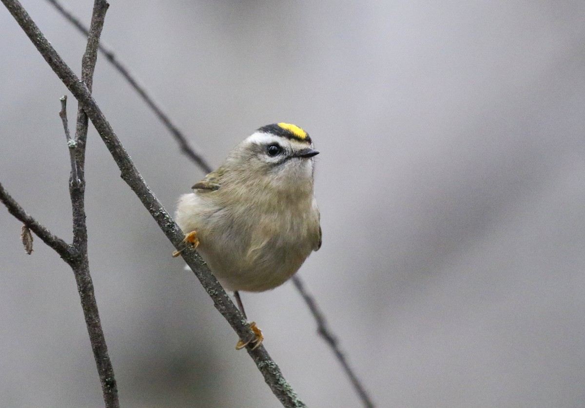 Golden-crowned Kinglet - ML646949723