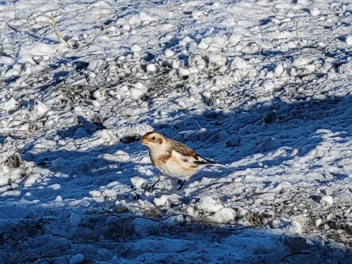 Snow Bunting - ML646949728