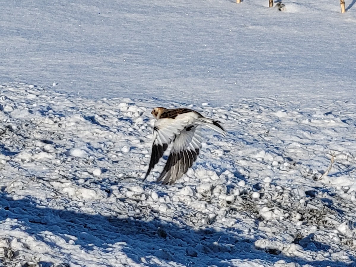 Snow Bunting - ML646949729