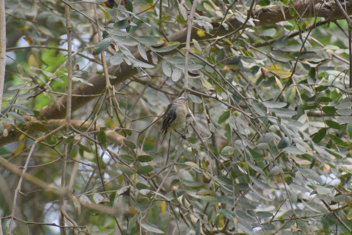 Conirrostro Cinéreo (Cinéreo) - ML646949731