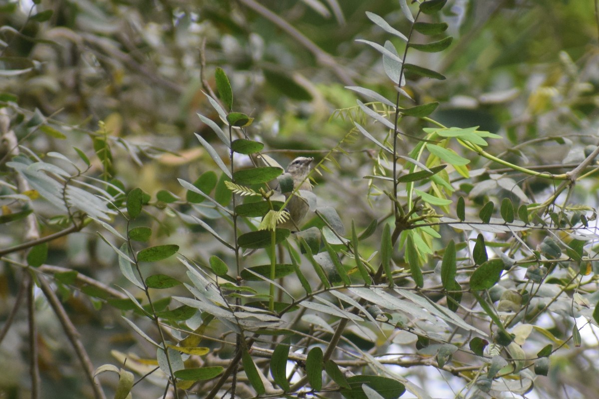 Conirrostro Cinéreo (Cinéreo) - ML646949732