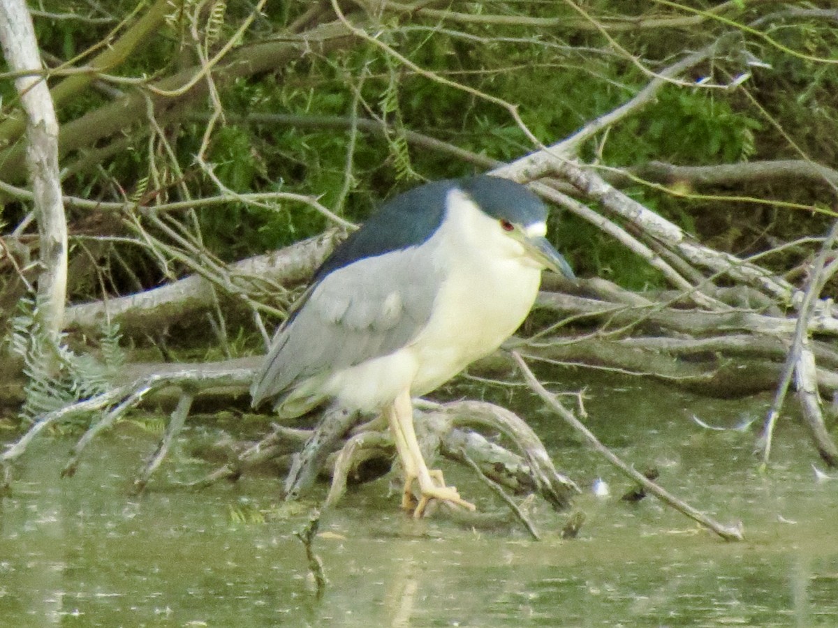 natthegre - ML646949734