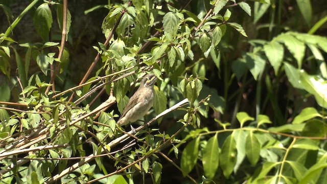 Yellow-faced Honeyeater - ML646949735