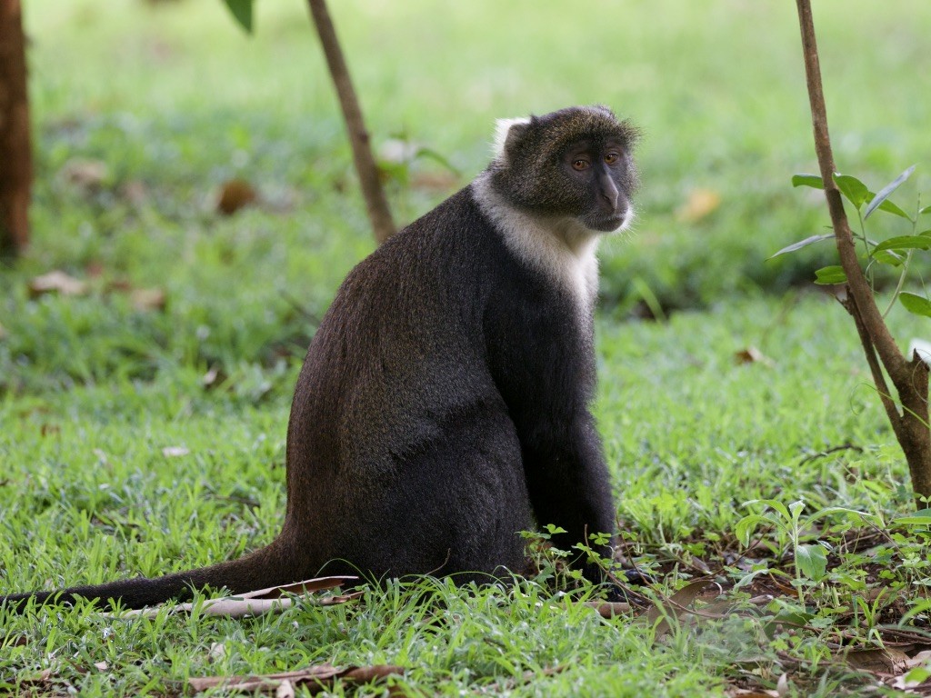 Hayvanlar - ML646949736