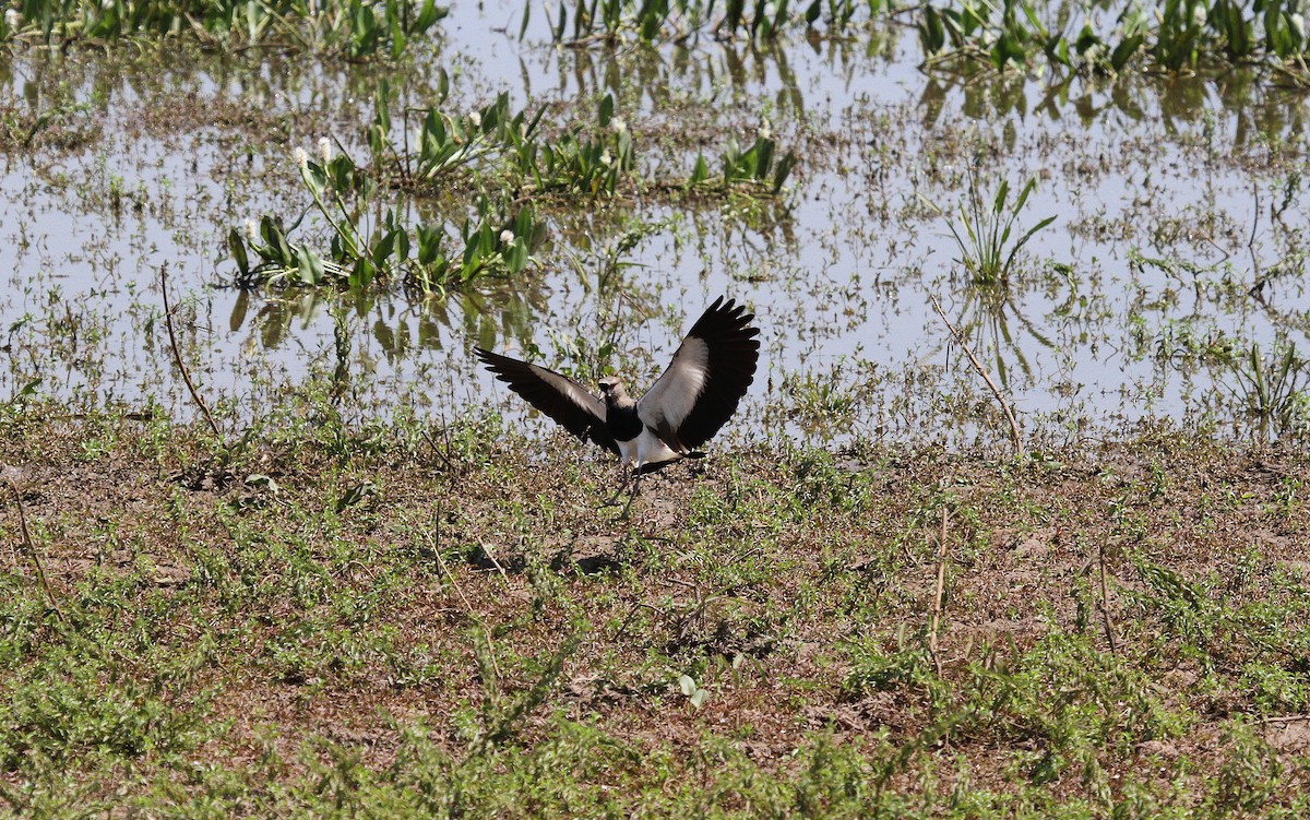 Southern Lapwing - ML646949739