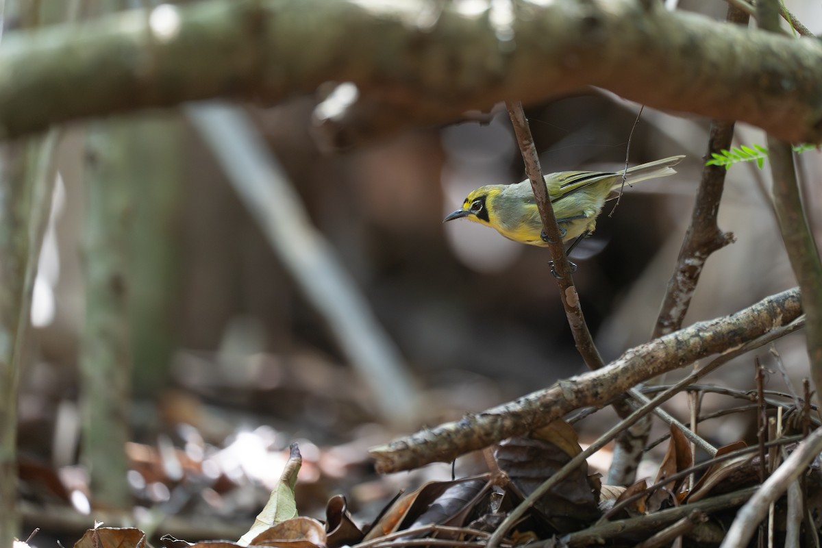 Bonin White-eye - ML646949741