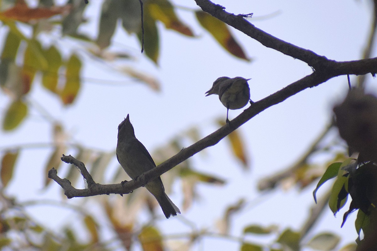 Vireo Ojirrojo - ML646949742