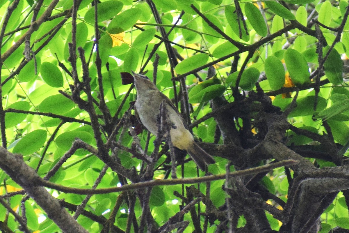 Vireo Ojirrojo - ML646949743