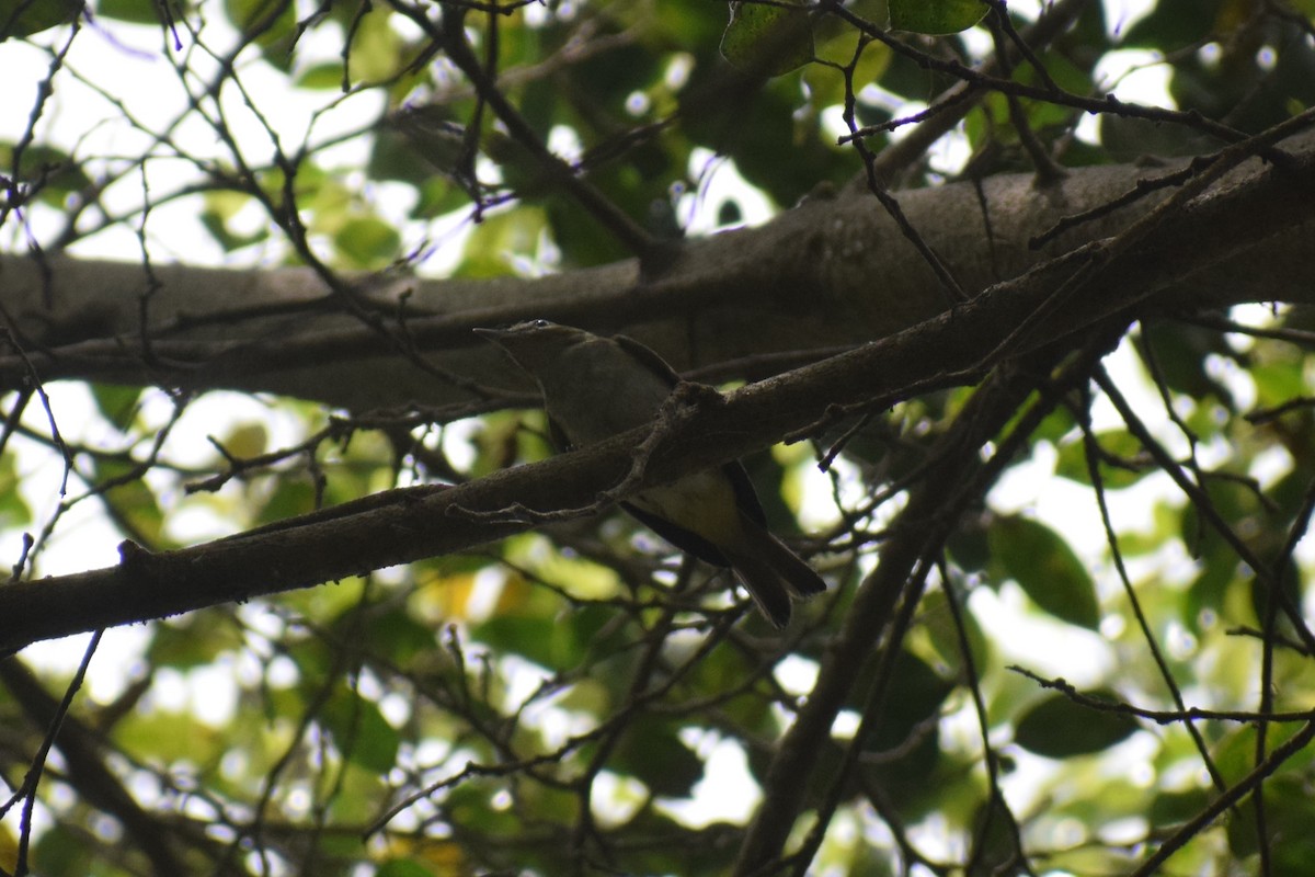 Vireo Ojirrojo - ML646949744