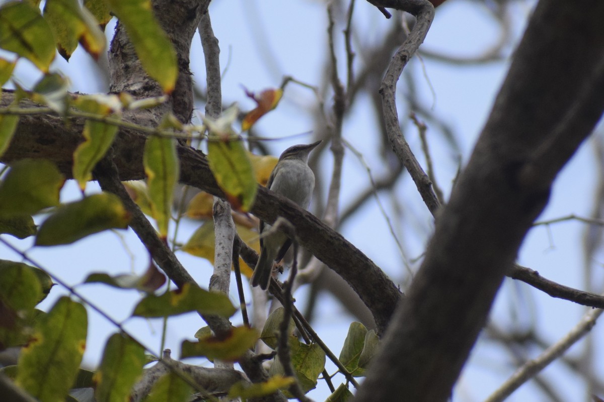 Vireo Ojirrojo - ML646949745