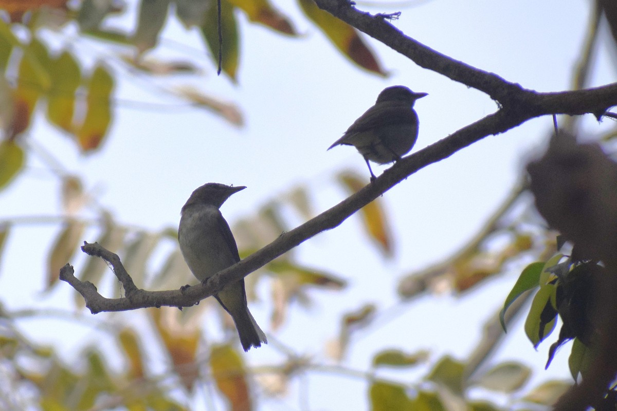 Vireo Ojirrojo - ML646949747