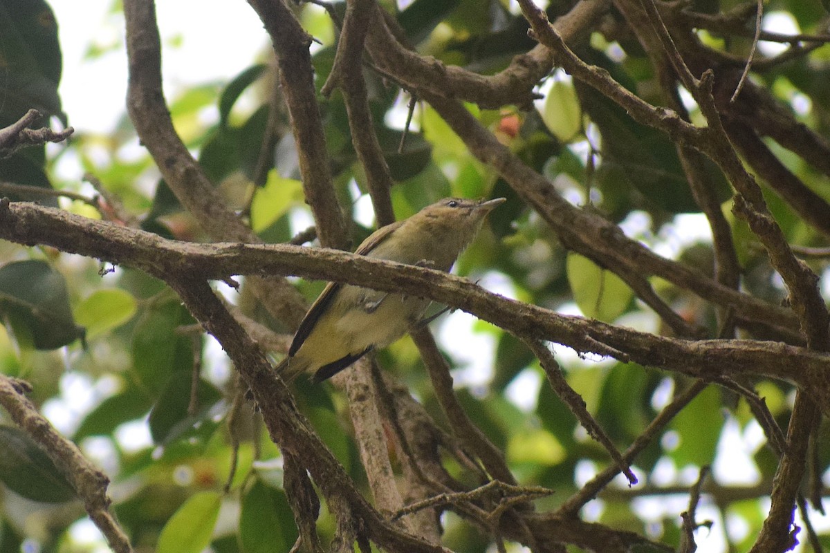 Vireo Ojirrojo - ML646949748