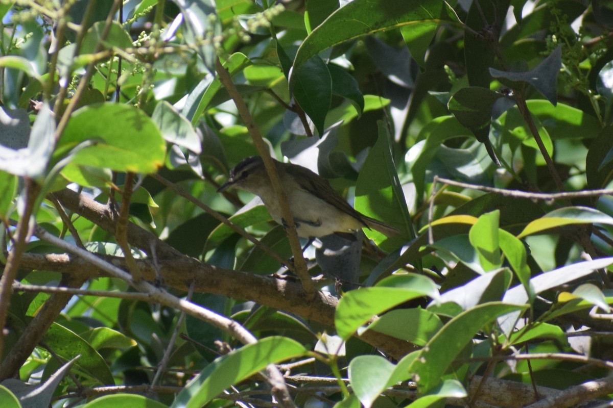 Vireo Ojirrojo - ML646949749