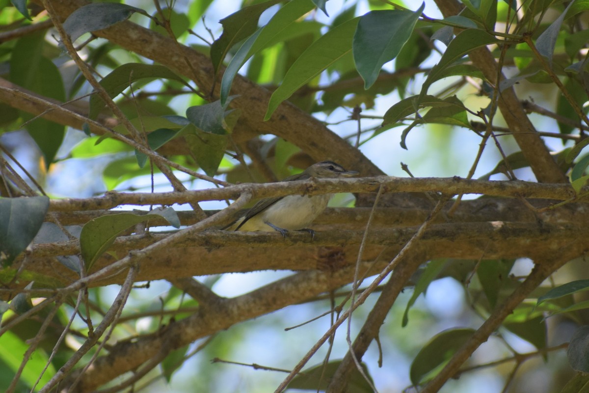 Vireo Ojirrojo - ML646949750