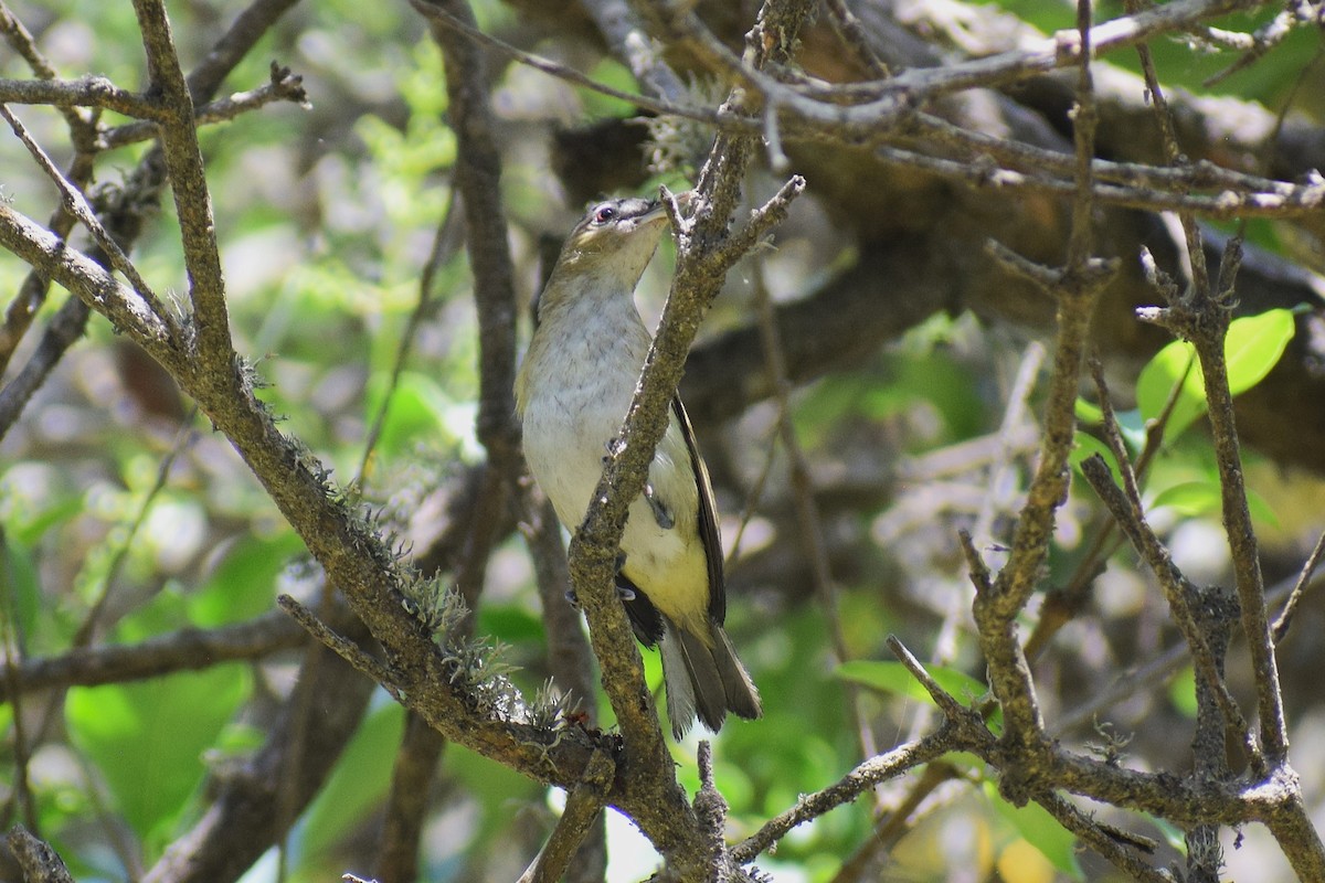 Vireo Ojirrojo - ML646949751