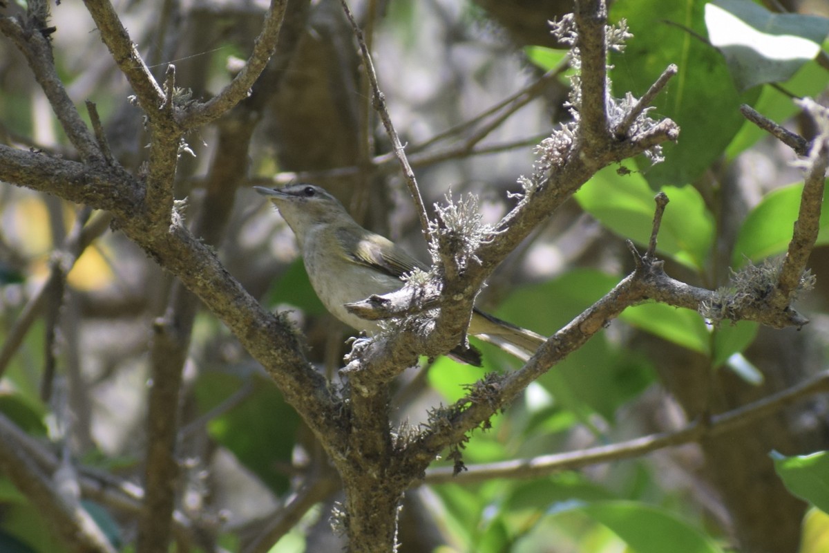 Vireo Ojirrojo - ML646949752