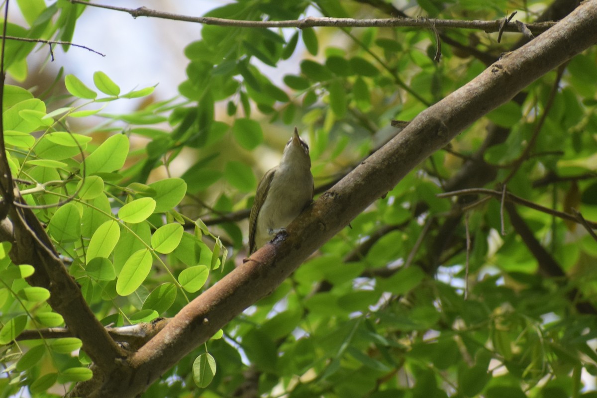 Vireo Ojirrojo - ML646949753
