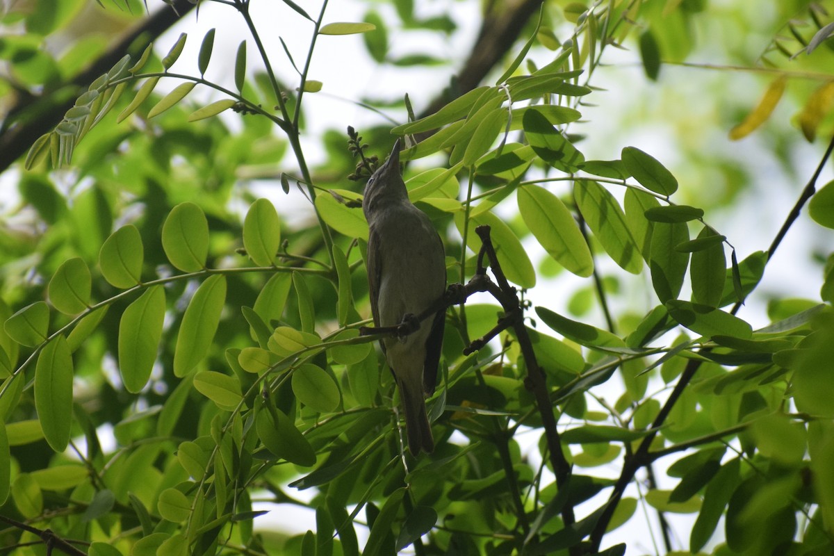 Vireo Ojirrojo - ML646949754