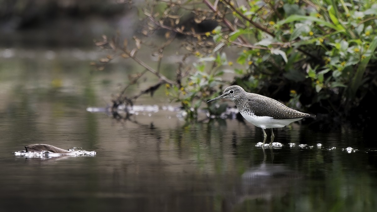 Green Sandpiper - ML646949755