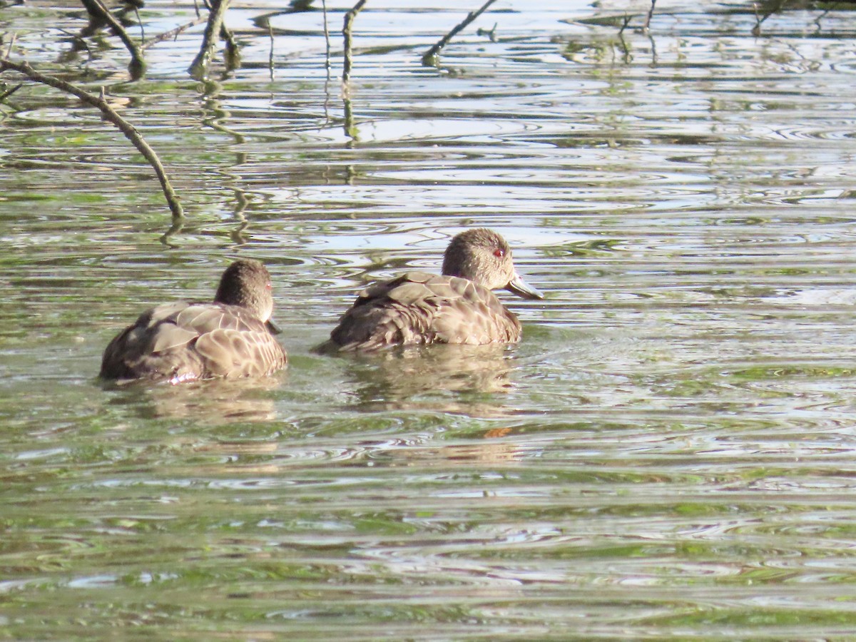 Gray Teal - ML646949756