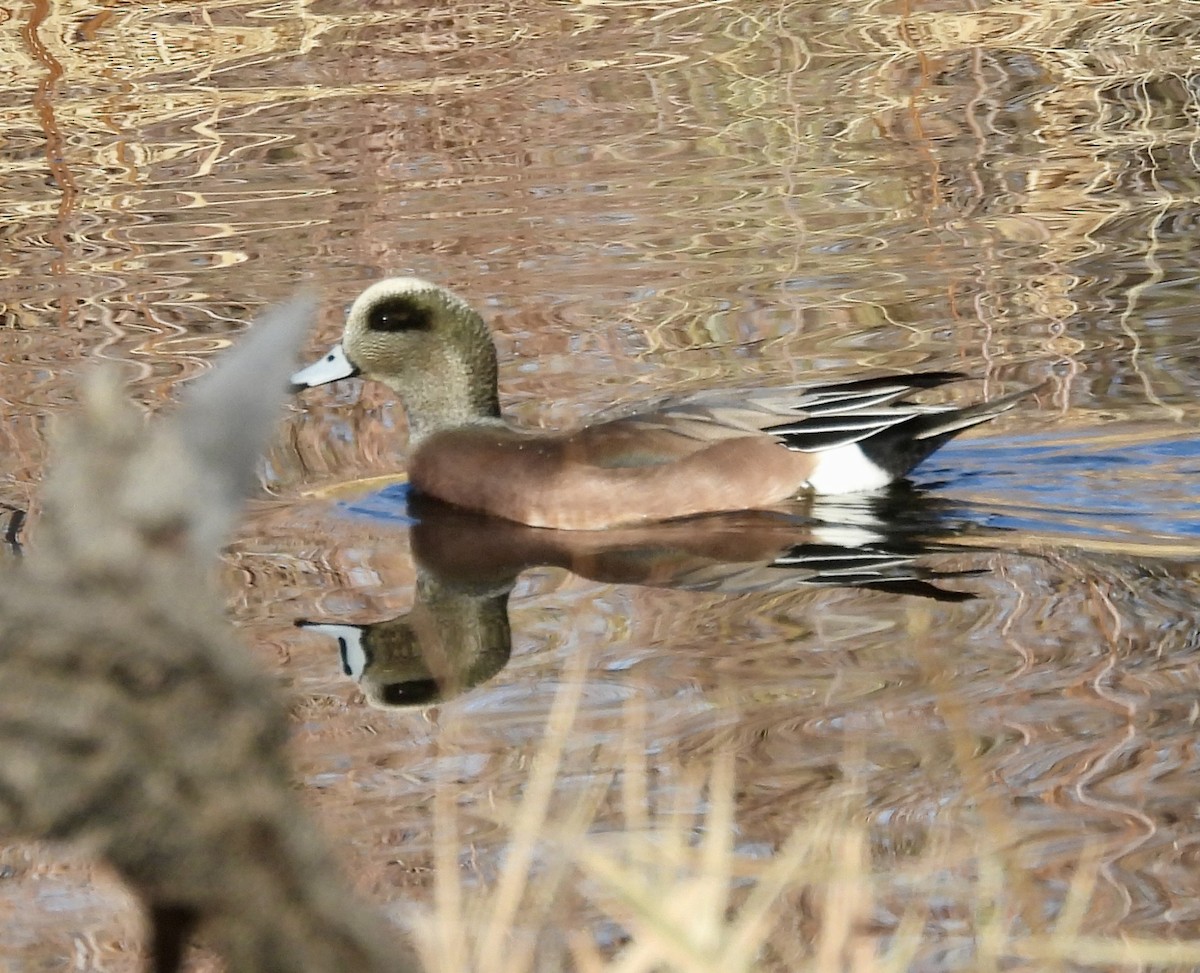 Amerika Fiyusu - ML646949764