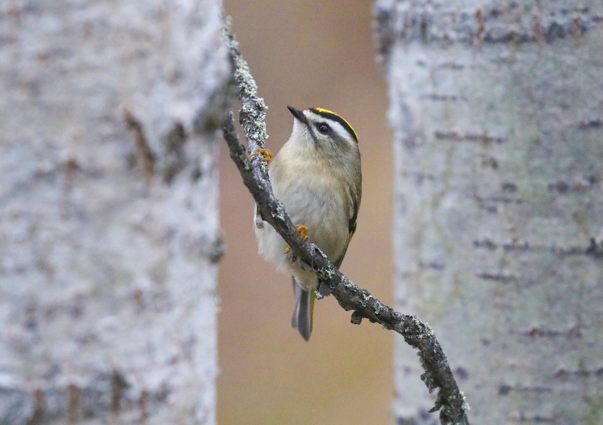 Golden-crowned Kinglet - ML646949770