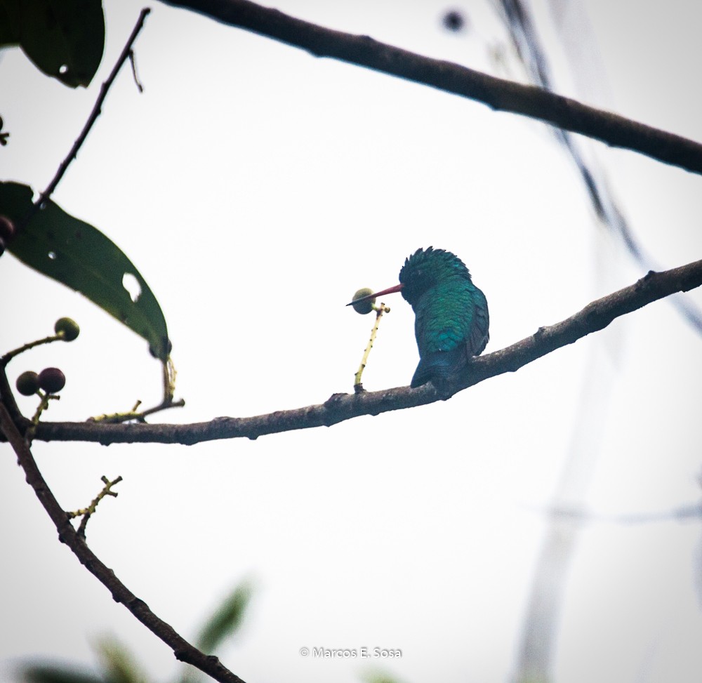 Glittering-bellied Emerald - ML646949774
