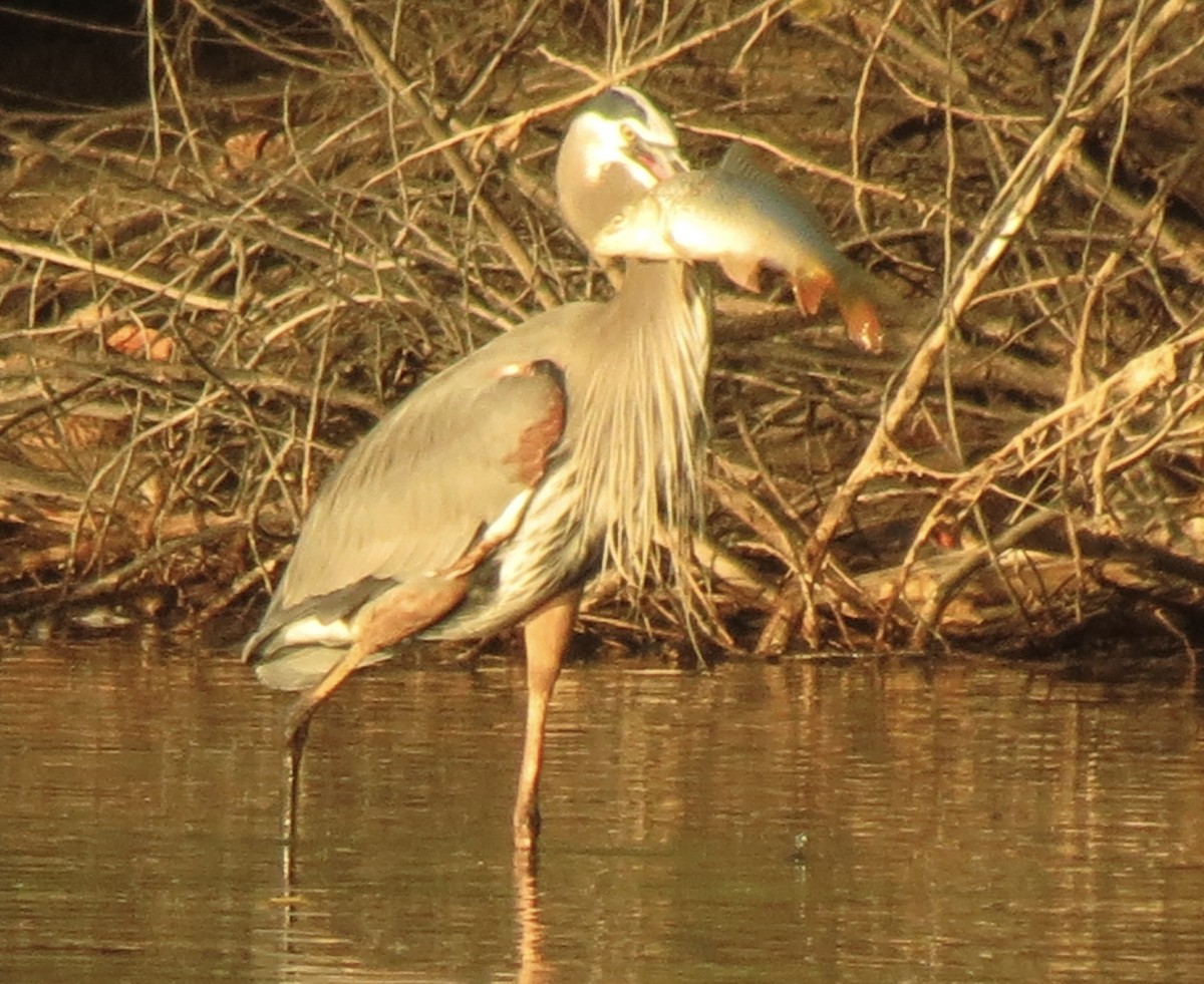 herodiashegre - ML646949775