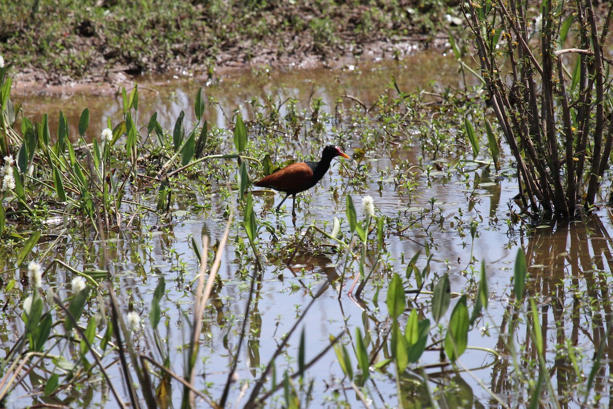 Jakana hegoamerikarra - ML646949777
