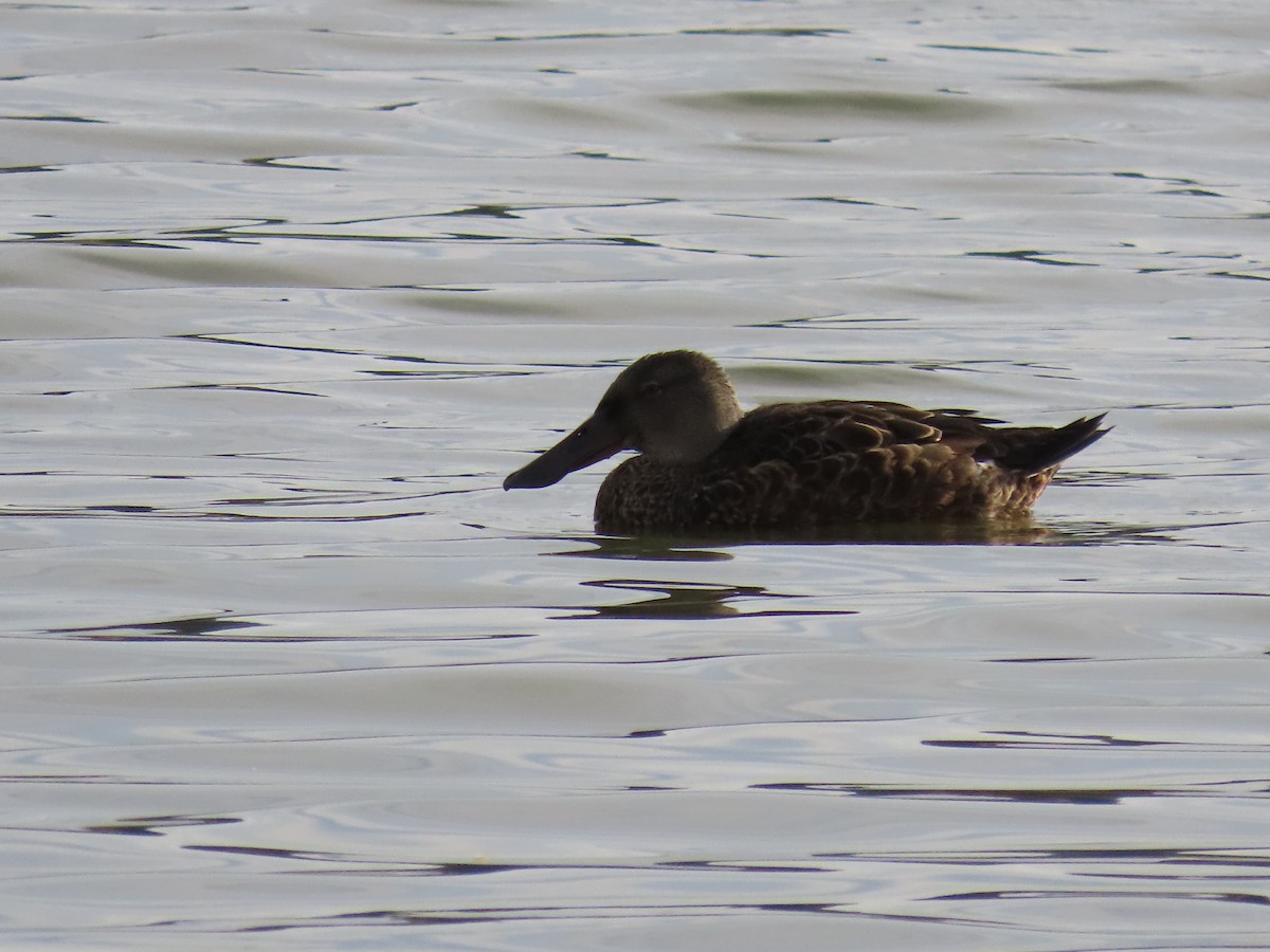 Австралийская широконоска - ML646949782