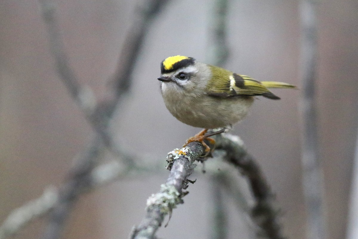 Golden-crowned Kinglet - ML646949783