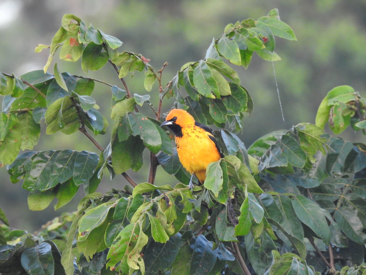 Spot-breasted Oriole - ML646949785