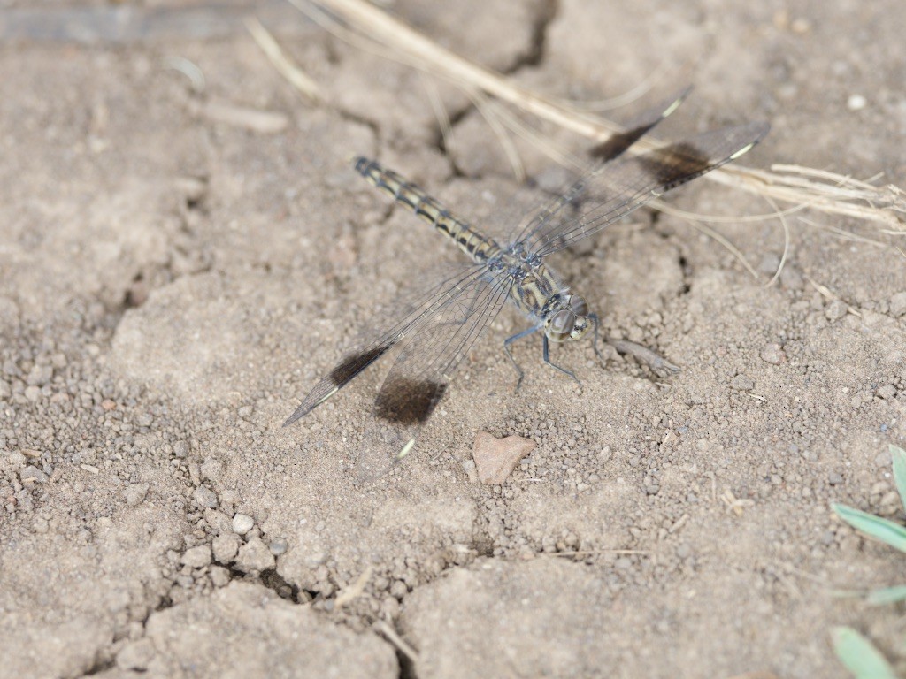 Hayvanlar - ML646949789