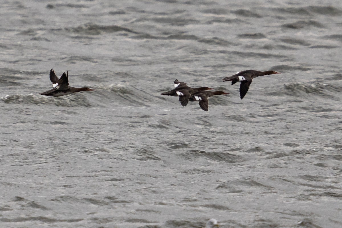 Serreta Mediana - ML646949800