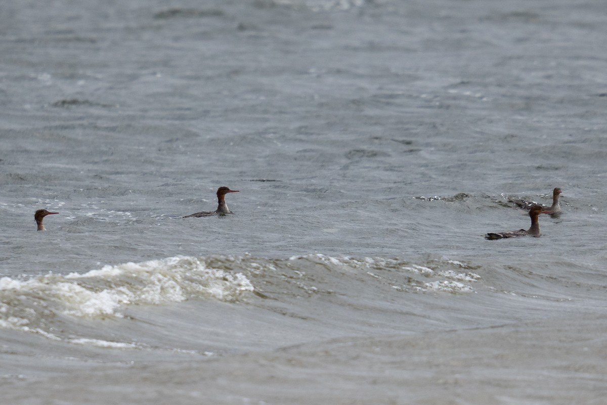 Serreta Mediana - ML646949801