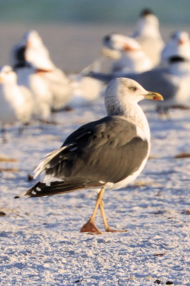 Lesser Black-backed Gull - ML646949814