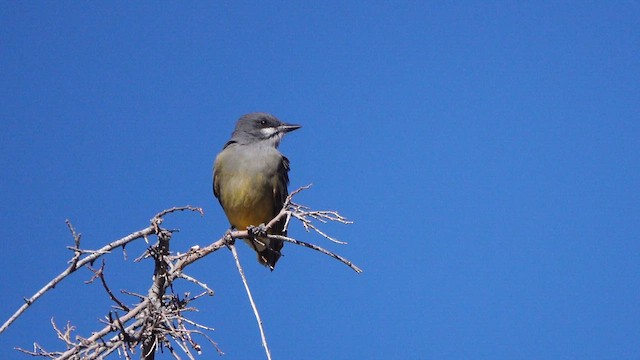 Тиран-крикун - ML646949815