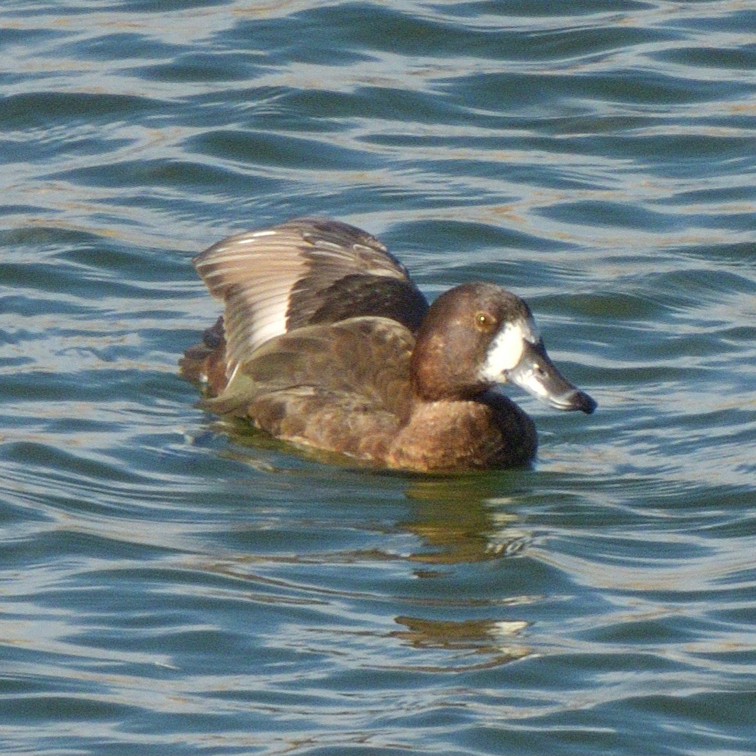 Berg-/Kanadabergente - ML646949816