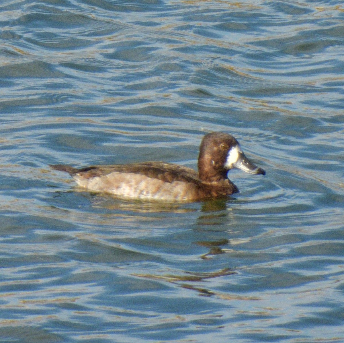 Berg-/Kanadabergente - ML646949818