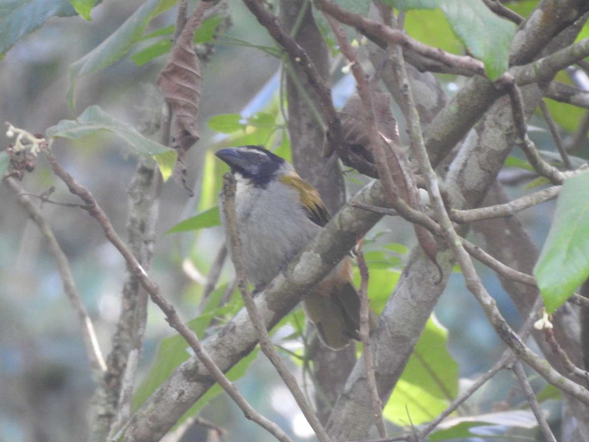 Black-headed Saltator - ML646949819