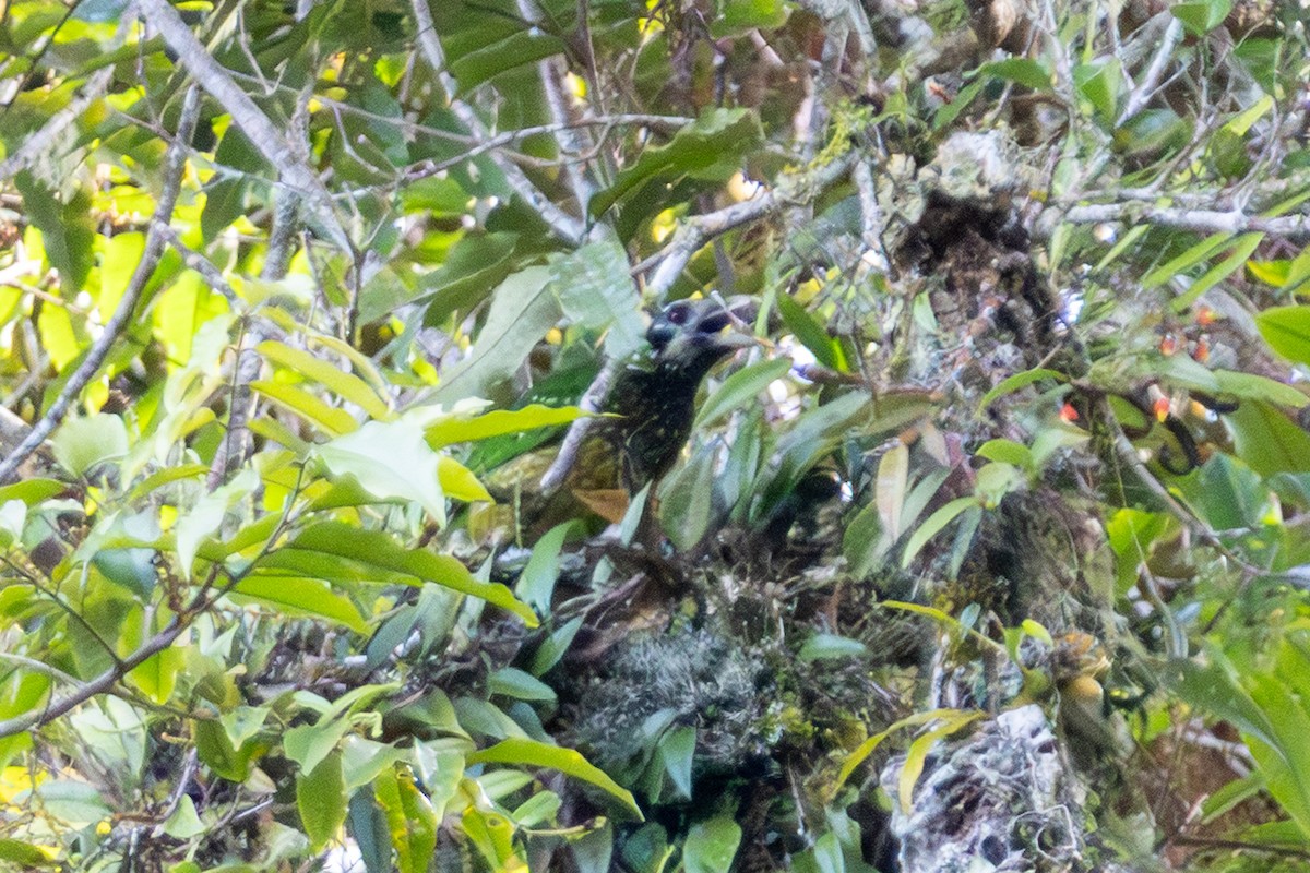 Black-eared Catbird (Arfak) - ML646949820