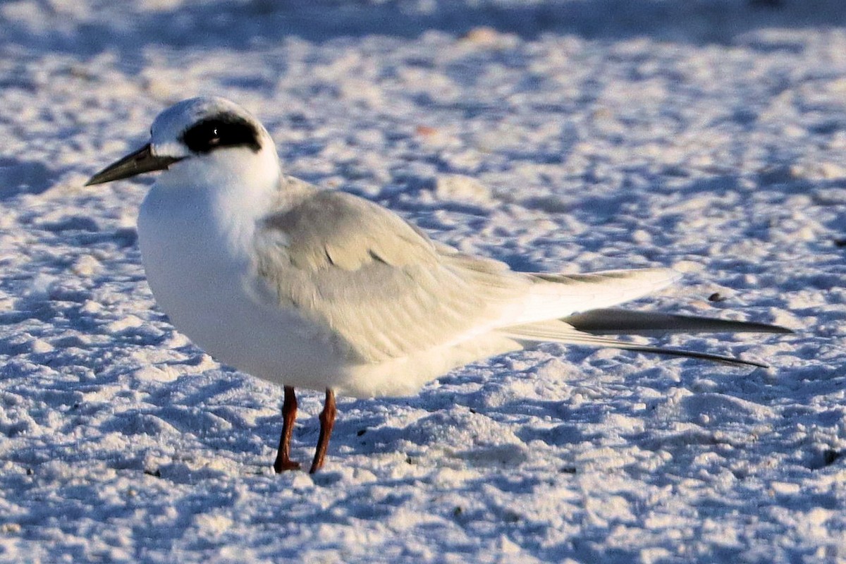 Forster's Tern - ML646949821
