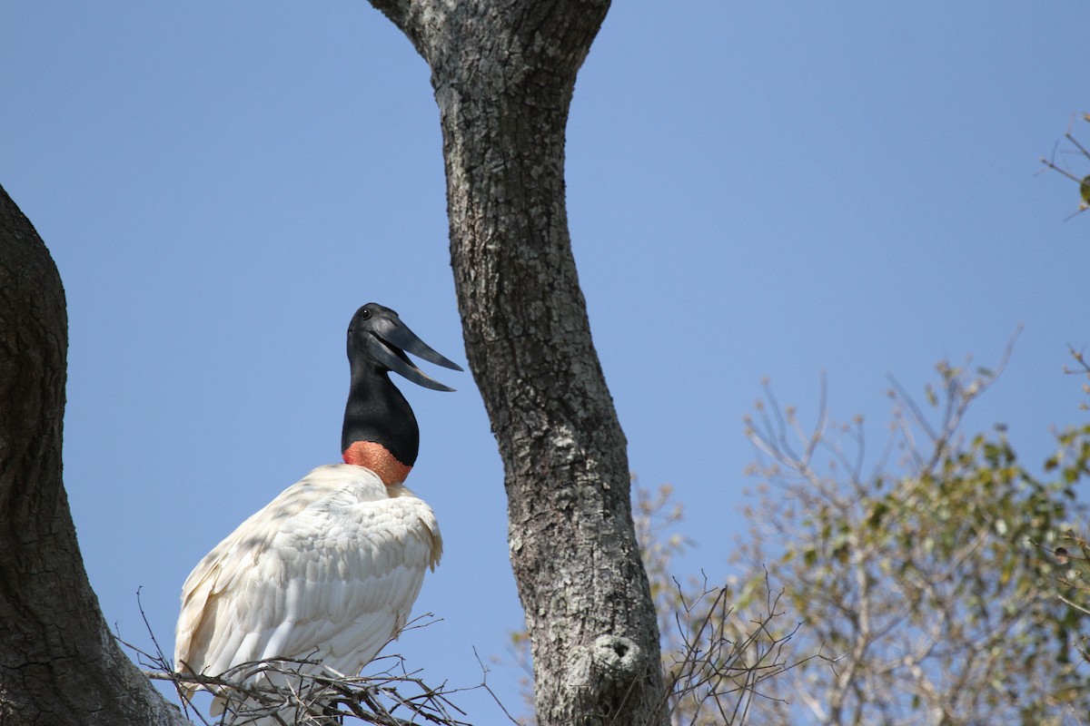 Jabiru amerikarra - ML646949823