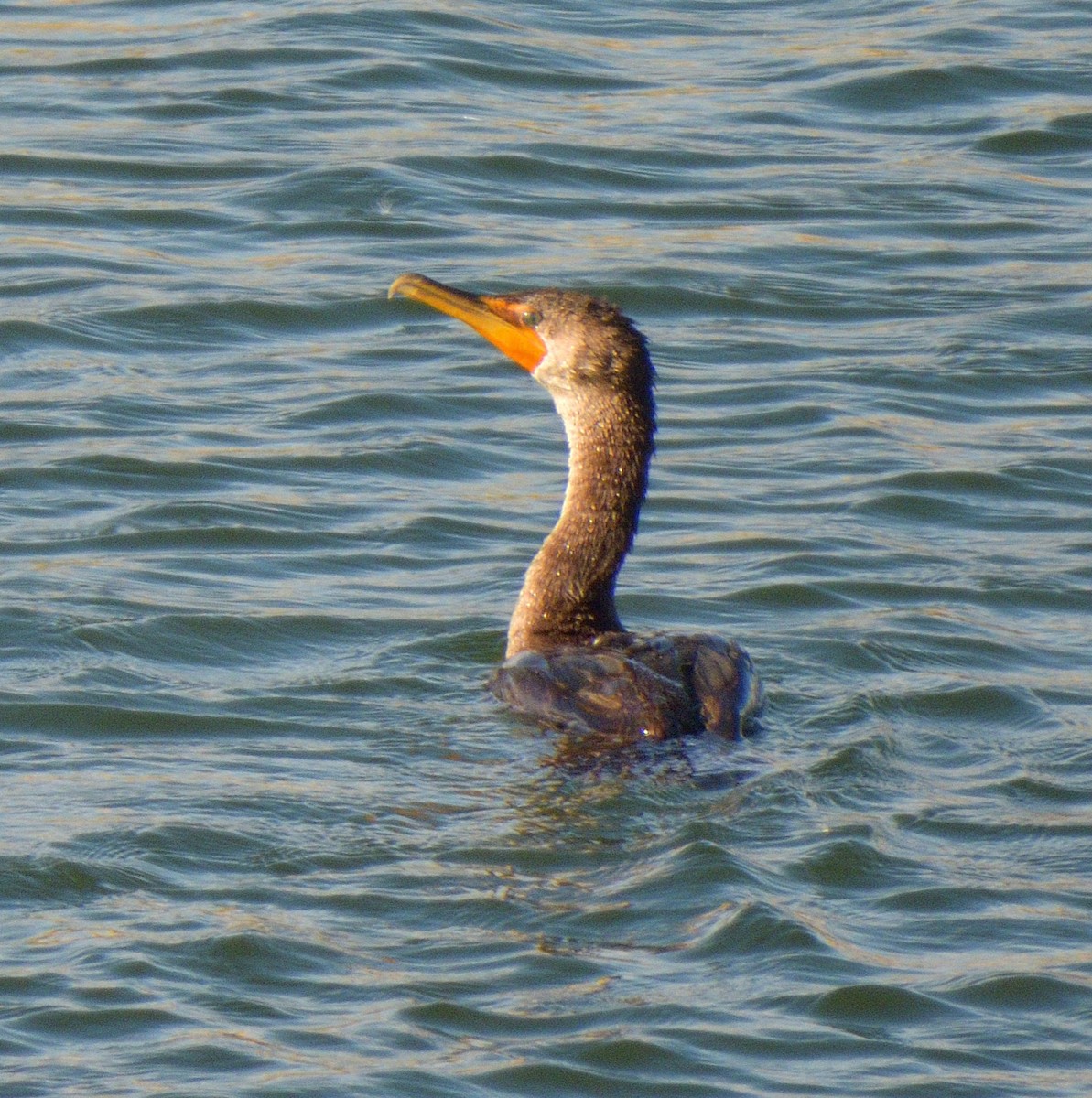 Double-crested Cormorant - ML646949824