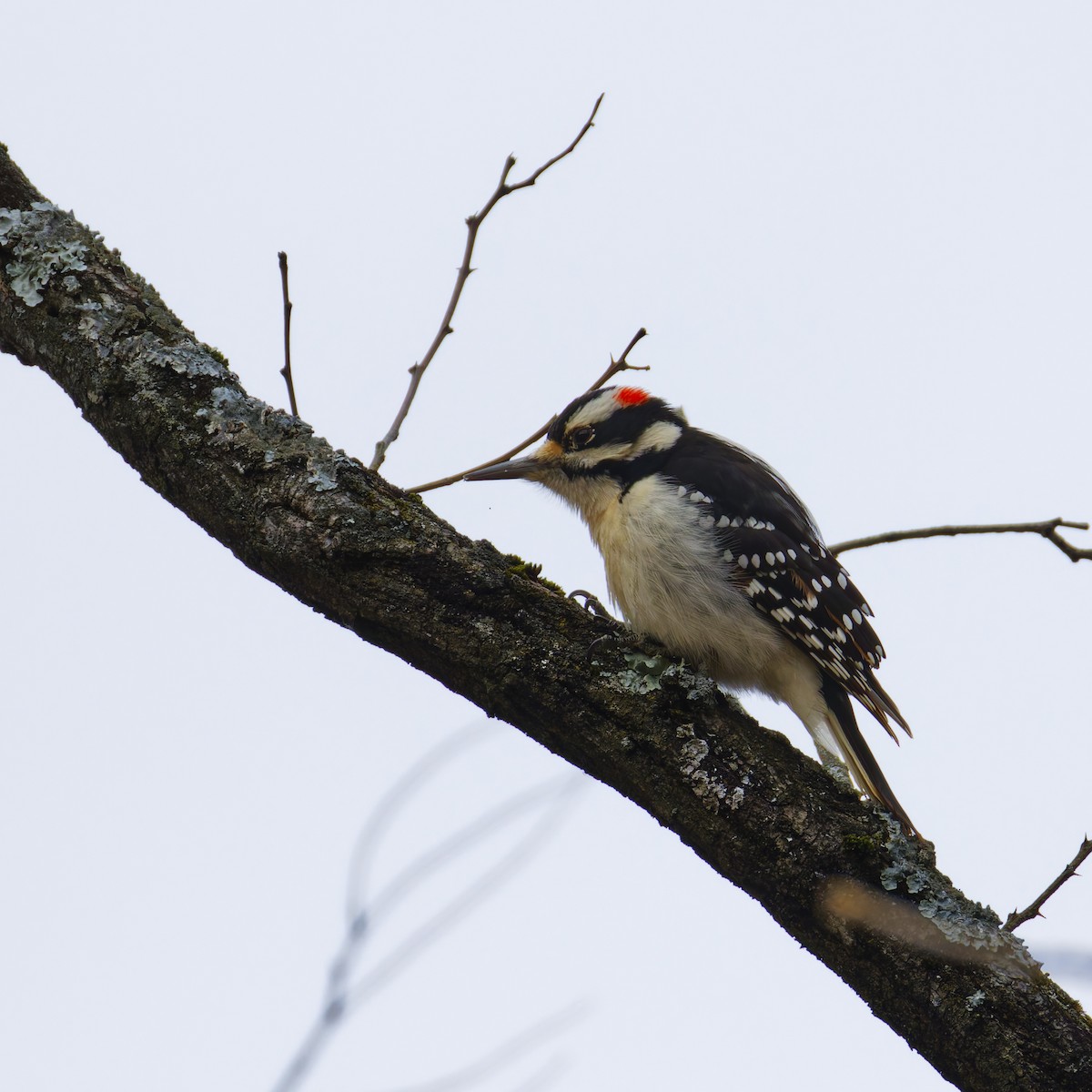 strakapoud americký - ML646949827