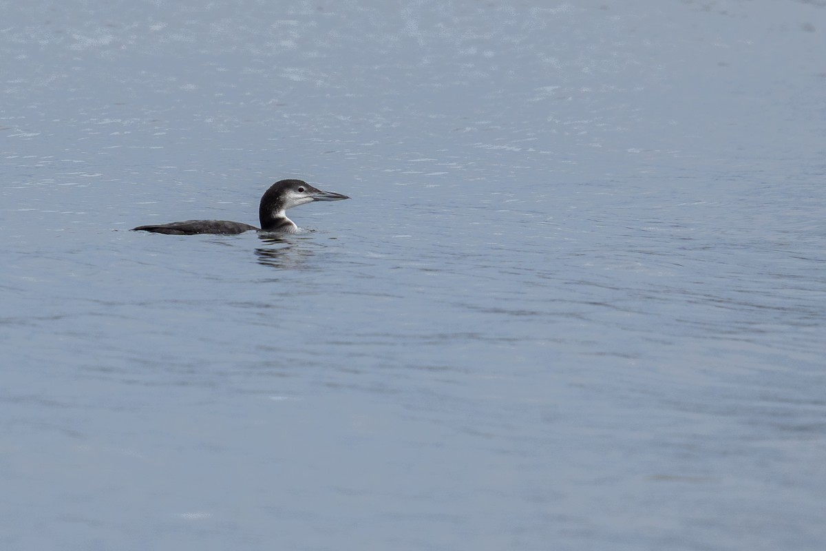 Common Loon - ML646949828