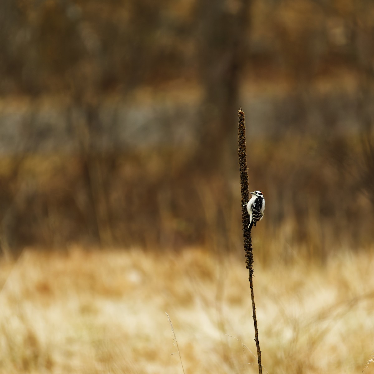 strakapoud osikový - ML646949830