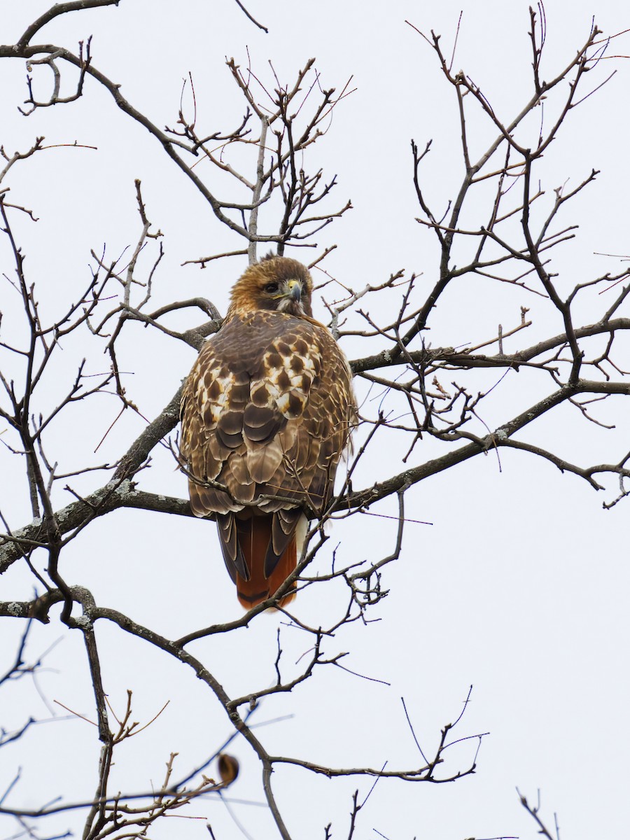 káně rudochvostá - ML646949831