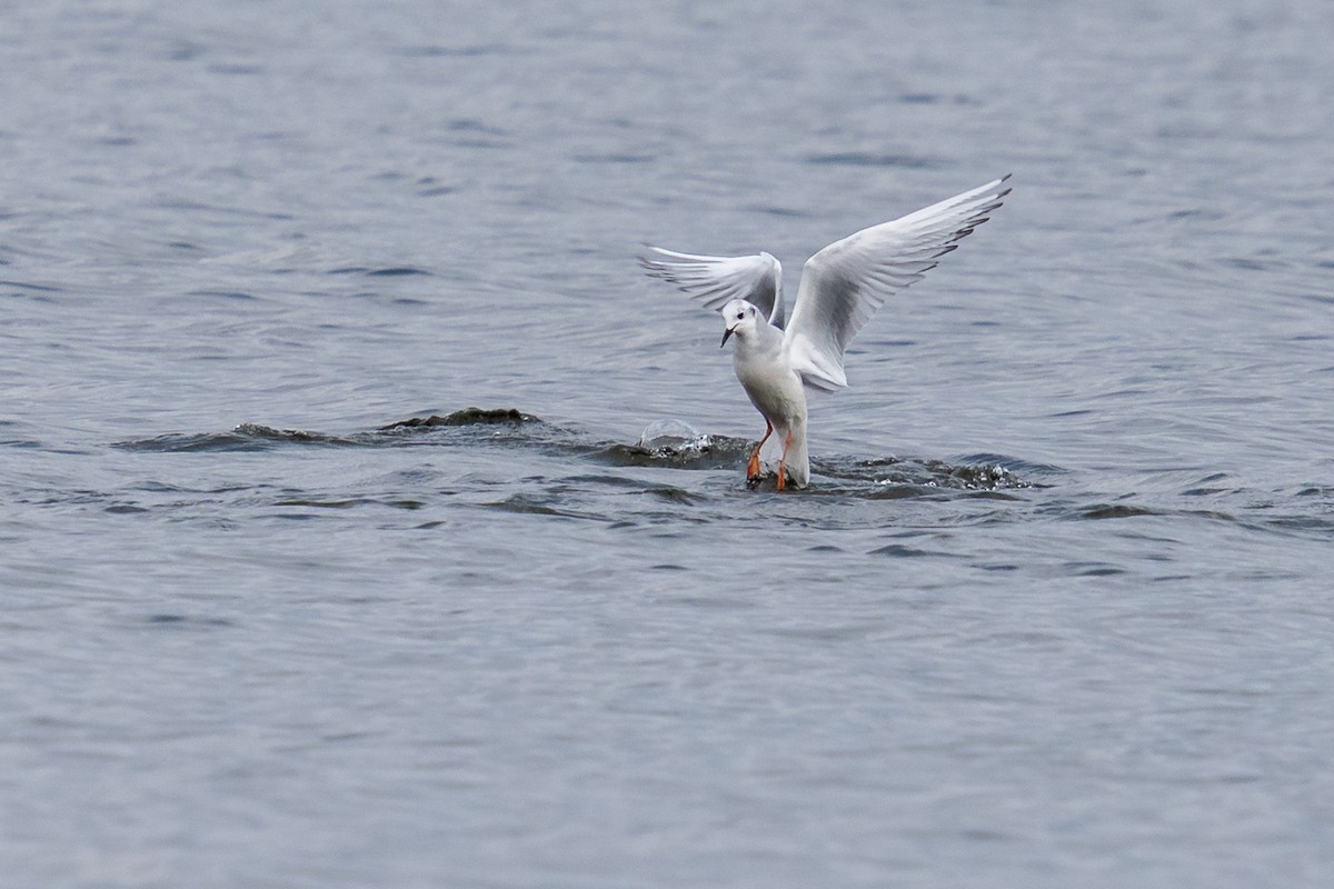 Bonaparte's Gull - ML646949842