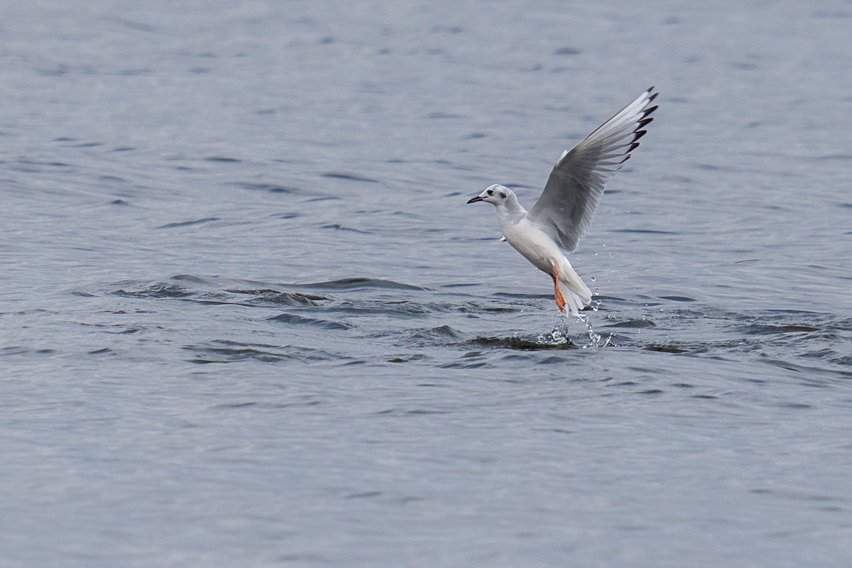 Bonaparte's Gull - ML646949843
